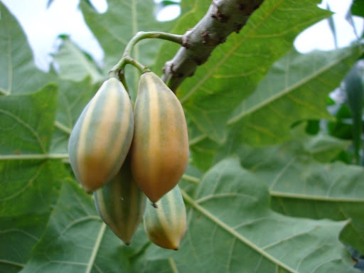 oak leaf papaya